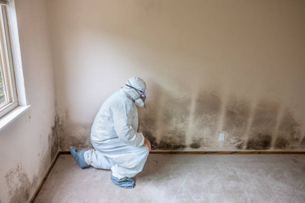 Best Residential Mold Removal  in Dorneyville, PA