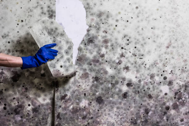 Best Fast Mold Removal  in Dorneyville, PA