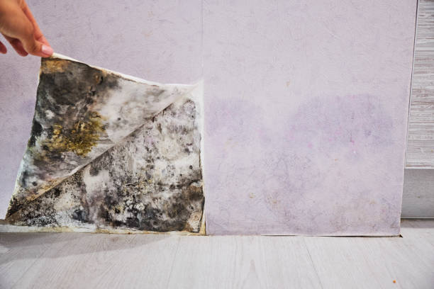 Best Office Mold Removal Services  in Dorneyville, PA